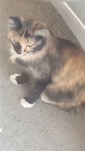 “She’s Not Just Cute—She’s a Genetic Wonder (Calico Cat)”