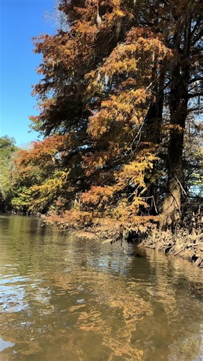 The Thrills of Bow Hunting Safely