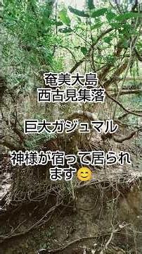 奄美大島 西古見集落 巨大ガジュマル