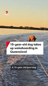 A 15-year-old "boat dog" has been taking to wakeboarding like a duck to water, with adorable footage showing the pooch on a board in Queensland's Jacobs Well. The video was recorded by Chase's owner, Sam Jones, and shows the Australian kelpie flying along. Jones told Storyful that Chase usually skurfs four or five times a week, and has been doing so for the past two years. "We put him on the board two years ago and he was like a duck in water, he picked it up straight away and has been [skurfing