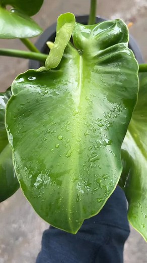 Philodendron Rugosum (Aberrant Form) 700 pesos Shipping Via Lalamove/VictoryDropandGo/JRS/LBC Garden Loc: Brgy Puypuy Bay Laguna Pin loc: Got Plants? PH FB and Instagram: Got Plants? PH #philodendron #philodendronrugosumaberrantform | Got Plants? PH