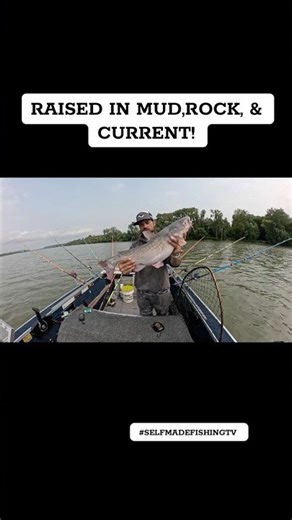 Ohio River Bluecats are my favorite! #catfishing #fishing #bluecatfish #youtube #riverfishing #ohio