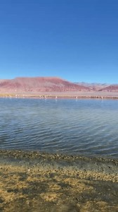 「青い空の下でラグナカラチパンパの水に止まる鳥の風光明媚な縦長ビュー」の動画素材（ロイヤリティフリー）3560239099 | Shutterstock