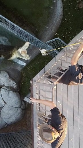 PhoenixHerpetological | Many of our subscribers have seen the videos of our adult male saltwater crocodile, Brad, leaping out of his pond for dinner! These massive... | Instagram