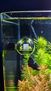 With our Carbo Test Precision. Always the right co2 level in your tank...😉 Follow us: Facebook.com/dennerle ‬ ‪Youtube.com/DennerleGmbH #aquarium #aquariums #aquariumhobby #aquariumfish #aquariumlife #aquariumtank #aquariumsofinstagram #freshwateraquarium #natureaquarium #aquascape #aquascaping #aquascapes #aquascaper #plantedtank #plantedaquarium #dennerle #dennerlenanocube #nanocube #scaperstank #nanoaquarium #homedecor #homedesign #homeinspo #nature #naturelover #naturelovers #lifestyle #bet