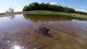 Underwater view of toad mating and producing eggs