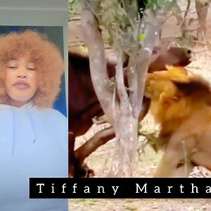 591K views · 1.8K reactions | lion vs Buffalo #highlights #everyone #followers #tiffanymartha #nigeria #trending #viralvideo #viralpage #FacebookPage #fyp #ghana | Tiffany martha | Facebook