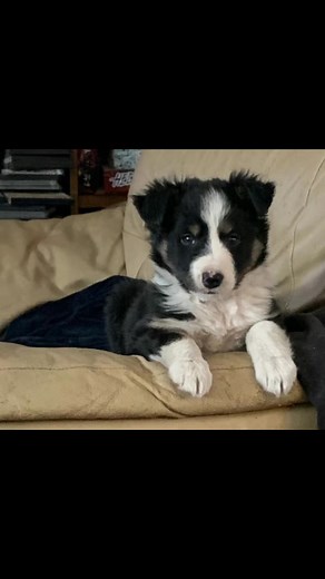 Neil Dimmock on Reels