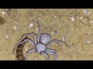 Adult Female Sicarius Terrosus ( Six Eyed Sand Spider ) Feeding
