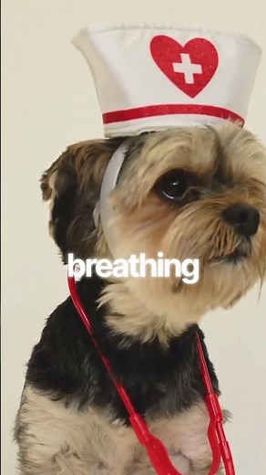 Pug Snoring Explained!