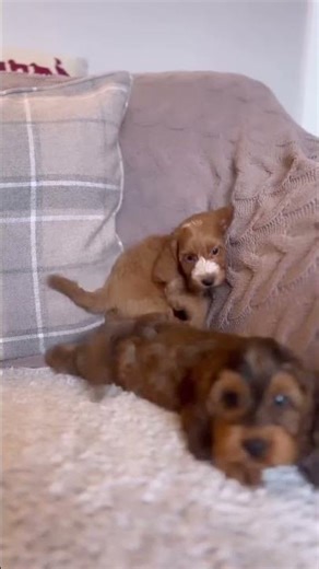 Our current Sable Cockapoo babies #yorkshire #shorts #youtubeshorts