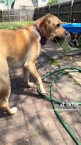 Exploring Lucy's Outdoor Treasures with Her Dogs