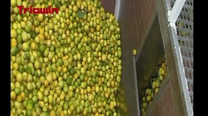 15 reactions | Citrus Orange Processing Line Triowin produces orange...