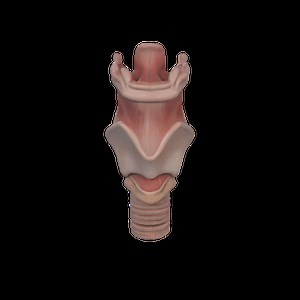 Human Larynx - Realistic 3D Anatomical Model (For Collectors, Students and Professionals)