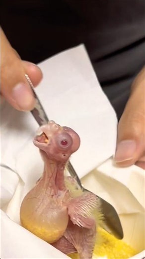 So Tiny, So Hungry.Hand Feeding My Sweet Baby Cockatiels.