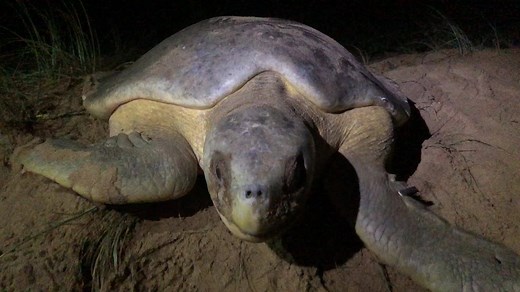 🐢🐢 MON REPOS TURTLE ENCOUNTER IS ON TONIGHT!! Don't forget to book your tickets before the season ends and spend a night🌙creating memories to last a lifetime on a ranger-guided Mon Repos Nightly Turtle Encounter. *Subject to availability 🎫 Tickets must be booked before 4pm on the night. | Visit Bundaberg, Queensland