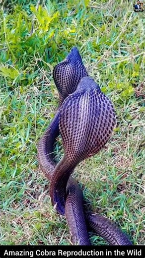 Amazing Cobra Reproduction in the Wild #wildliferescue #wildlife #cobra #wildlifeentertainment