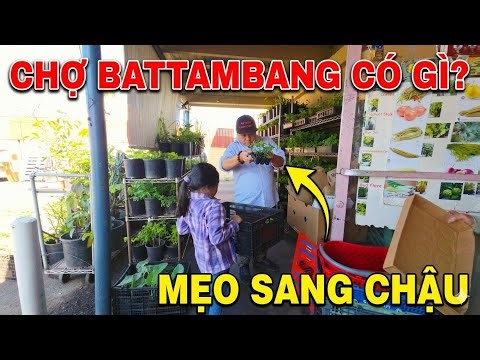 Săn cây giống nhiệt đới tại chợ Battambang San Jose: Bí quyết sang chậu giúp cây lớn nhanh! 🌳✨