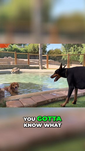 It's easy to think your dog is perfect, but overlooking their subtle actions can lead to trouble. Are they instigating conflict? Recognizing this prevents bigger issues. No dog or kid is perfect—understanding this helps everyone. #DogTruths #DogBehavior #ResponsiblePetOwner #DogParenting #PetAdvice | Dogs Tips