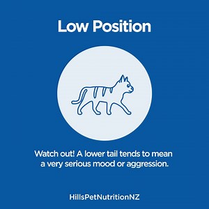 20K views · 57 reactions | Discover the tell tale signs (literally) of what going on inside a cat's head through the way they hold their tail. We've provided a few signs to look for so you can get a feel of the tales the tail tells. | Hill’s Pet Nutrition | Facebook