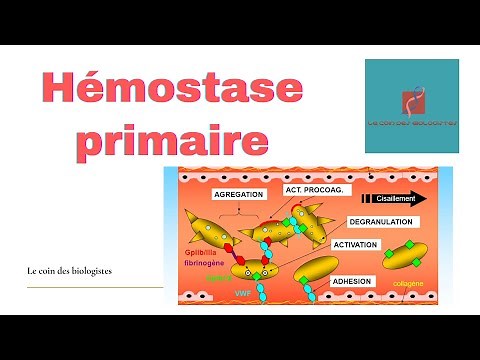 Hémostase primaire