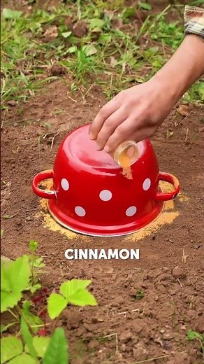 DIY Organic Pest Control: Chemical-Free Garden 🥬