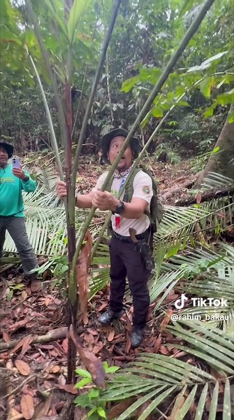 Kegunaan Pokok Muding untuk Survival