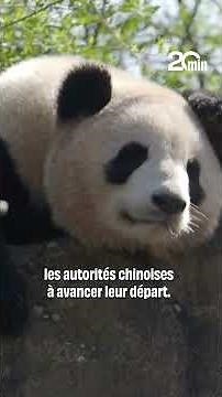 Le célèbre couple de pandas du zoo de Beauval quitte la France pour rejoindre la Chine