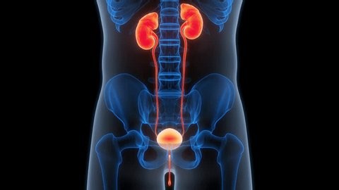 clip-1111398723-human-urinary-system-kidneys-bladder-anatomy-animation