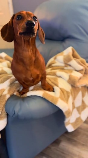 421K views · 7.8K reactions | #Insuranceclaim #Roydmercer #RoysBest #prankcalls #bloopers #Weloveroymercerclips #fbreelsfypシ゚ #fblifestyle #doxiemoments #comedyreels #doxiemoments #dachshundpuppy #November #wienerdog #mood #minaturedachshund #weens #weeniedogs #sausagedog #Roymercer #beachlife #winterseason | Ramsey the Wiener | Facebook