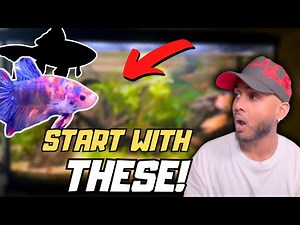 10 Beginner Fish That Teach You Aquarium Basics!