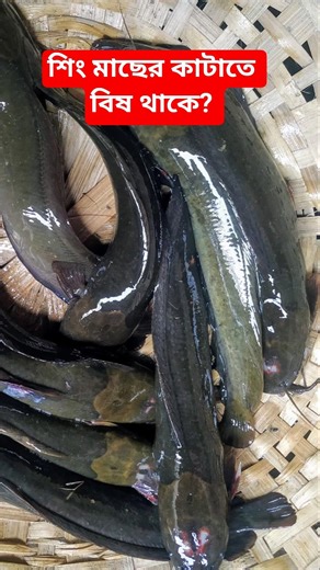 শিং মাছের কাটাতে কি থাকে? Shingi fish। শিং মাছ। stinging fish #fishing