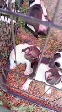 5 weeks old Boston Terrier puppies