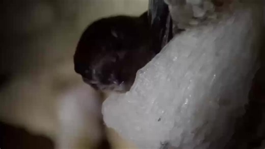 燕窝的养生功效与传统价值