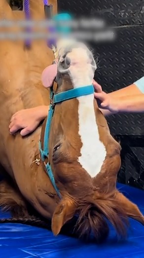 1.5M views · 50K reactions | This is some wild vet 藍 #pets #horse #fblifestyle | LADbible Australia | Facebook