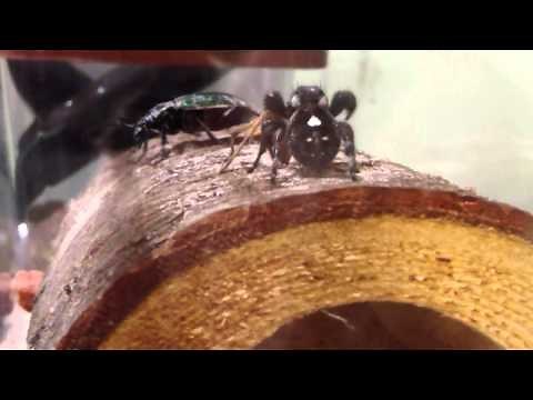 Daring Jumping Spider vs. Wolf Spider
