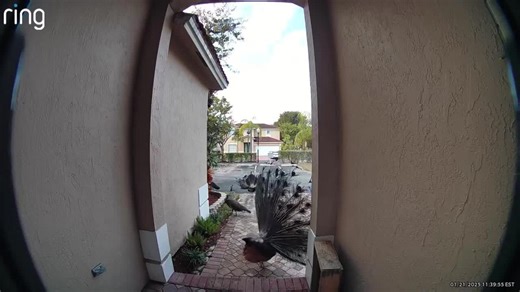 Peacock Flaunts Its Feathers Near Front Door