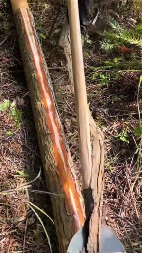 How to Peel a Log in 5 Seconds