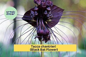 Tacca Chantrieri Black Bat Flower | Live Rooted Starter Plant | Exotic Black Lily With Unique Tropical Blooms - Etsy