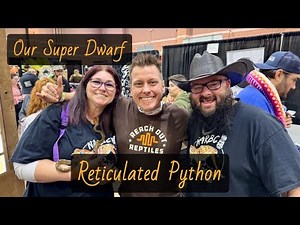 Meet Our New Super Dwarf Reticulated Python by Reach Out Reptiles🐍Handling, Feeding, Enclosure Tour!