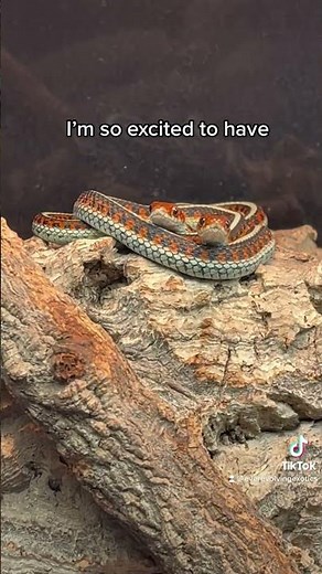 California Red Sided Garter Snakes #notforsale #tucson #arizona #everevolvingexotics #reptiles