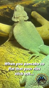 16K views · 215 reactions | Whoa! This little translucent zero bearded dragon did the ULTIMATE pancake today! 丹 You can see right through its skin and see each rib that's stretching out when it flattens its body! This was right after the lights turned on this morning, so this guy was trying to warm up for the day.  #morningmood #stretch #pancake #lizard #beardeddragon #funnypets #funnyanimals | The Tye-Dyed Iguana | Facebook