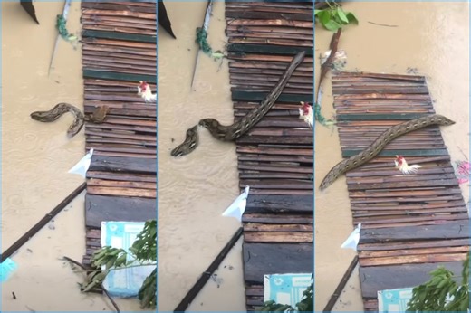 Viral: Huge python spotted swimming in floodwaters in Cebu amid Typhoon 'Tino'