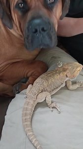 Giant Boerboel kickin’ it with his lizard brother 🦎🐶 Boerboels really got the best temperaments, for real. When a dog ain’t prey driven, you get moments like this, calm, gentle, and full of love. That’s what makes these dogs special 💯❤️ #BoerboelLove #ExoticBoerboels #BigDawgEnergy | Boerboel Breeders Ohio