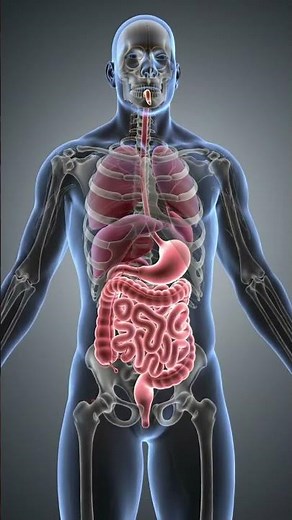 Realistic Colonoscopy Animation | Worms in Human Intestine | 3D Medical Visualization