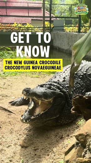 Meet the New Guinea crocodiles, chonky but mighty! 🐊💥 Watch till the end! 👀 #crocodile #Langkawi #naturallylangkawi #trending #reptile