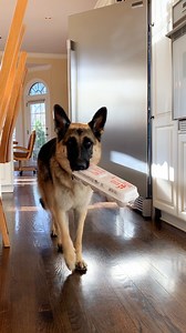 44K views · 4.5K reactions | Anya and Cookie color eggs for Easter!  | ANYA the German Shepherd Dog | Facebook