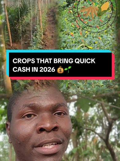 B&B FARM (@bbfarmagricworld)’s videos with original sound - B&B FARM