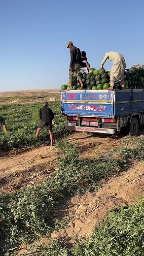 Watermelon Harvesting Techniques in Rural Agriculture