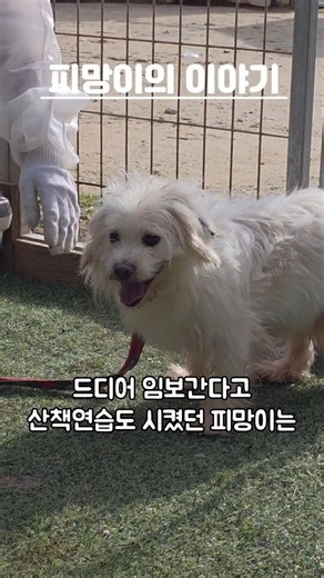 임보처 이동전 취소된 후 다시 기회가 오지않고있는 피망이 #비글구조네트워크 #보은쉼터 #비구협피망